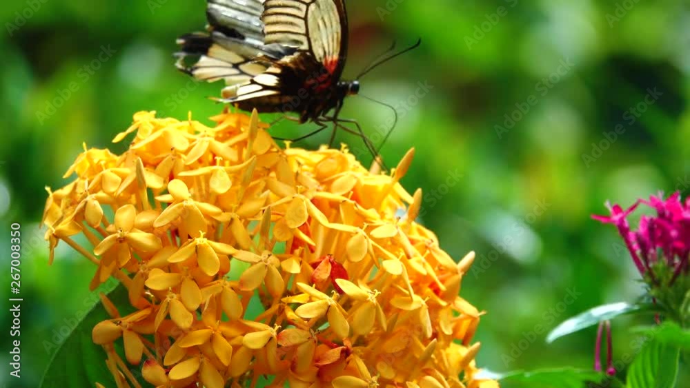 Butterfly with flower. Royalty high-quality free stock video footage of butterfly on beautiful flower, collecting nectar from flower with blur background