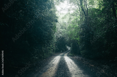 road in the forest