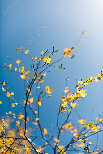 yellow leaves on background of blue sky