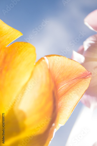 Yellow Tulip