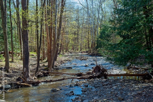 Creek in springtime