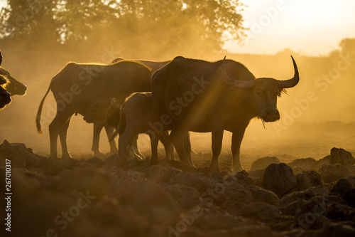 Blurred wallpaper  buffalo flocks  that live together  many of which are walking for food  natural beauty  are animals that are used to farm for agriculture  rice farming.