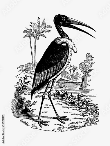 Valokuva Greater adjutant shade drawing