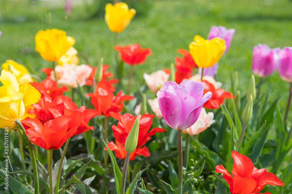 Flower beds with colorful tulips - Image Flower beds with colorful tulips - Image
