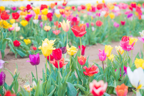 Flower beds with colorful tulips - Image