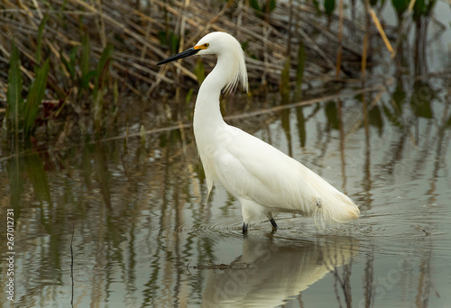 Egret