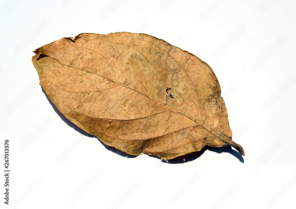 Dried leaves with nature on a white background. Dried leaves with nature on a white background.