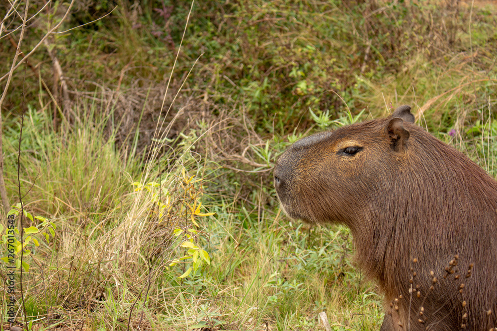 Largest rodent in the world called Carpincho in its habitat. Largest rodent in the world called Carpincho in its habitat.