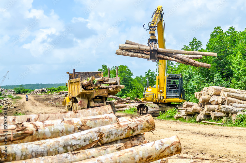 Obraz premium heavy machinery loading timber to the truck in the log yard. nature and environment