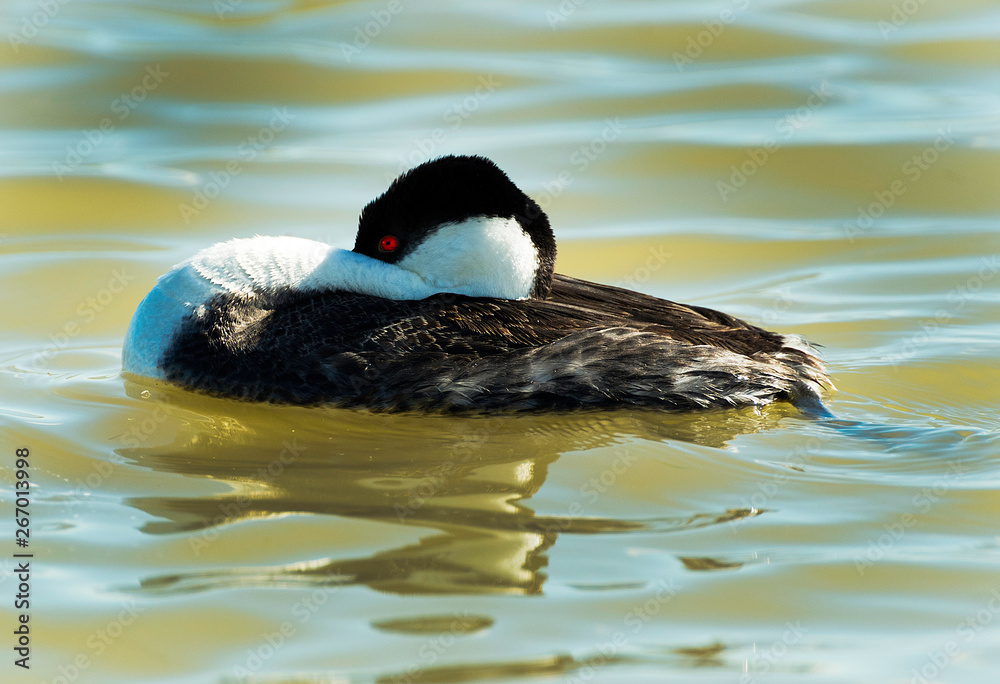 Fototapeta premium Grebe