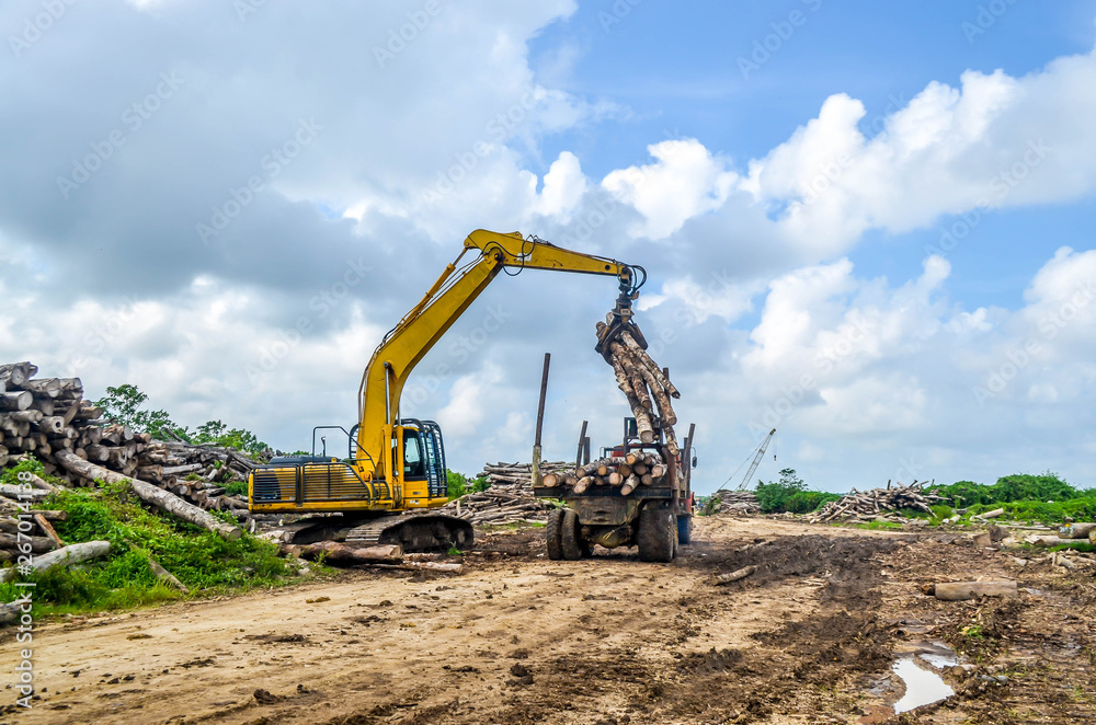 heavy machinery loading timber to the truck in the log yard. nature and environment heavy machinery loading timber to the truck in the log yard. nature and environment