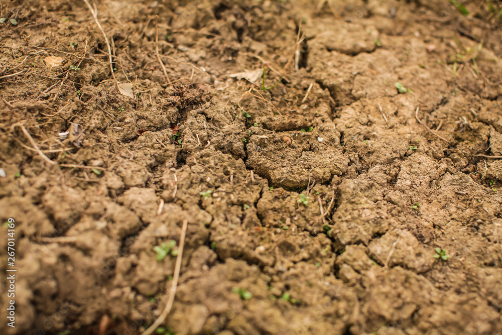Top view shot of cracked soil. dry soil in cracks in the spring. young grass grows out of dry ground