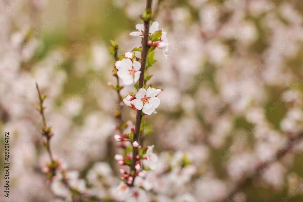 White with pink flowers of the cherry blossoms on a spring day in the park. White with pink flowers of the cherry blossoms on a spring day in the park.