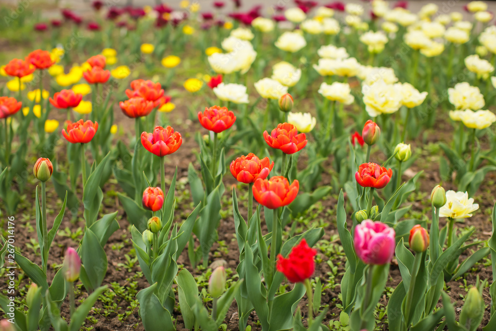 Beautiful tulip flower and green leaf background in the garden at sunny summer or spring day, selective focus