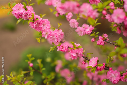 sakura, beautiful cherry blossom in springtime. Close up spring Pink cherry flowers background. © Aleksandra