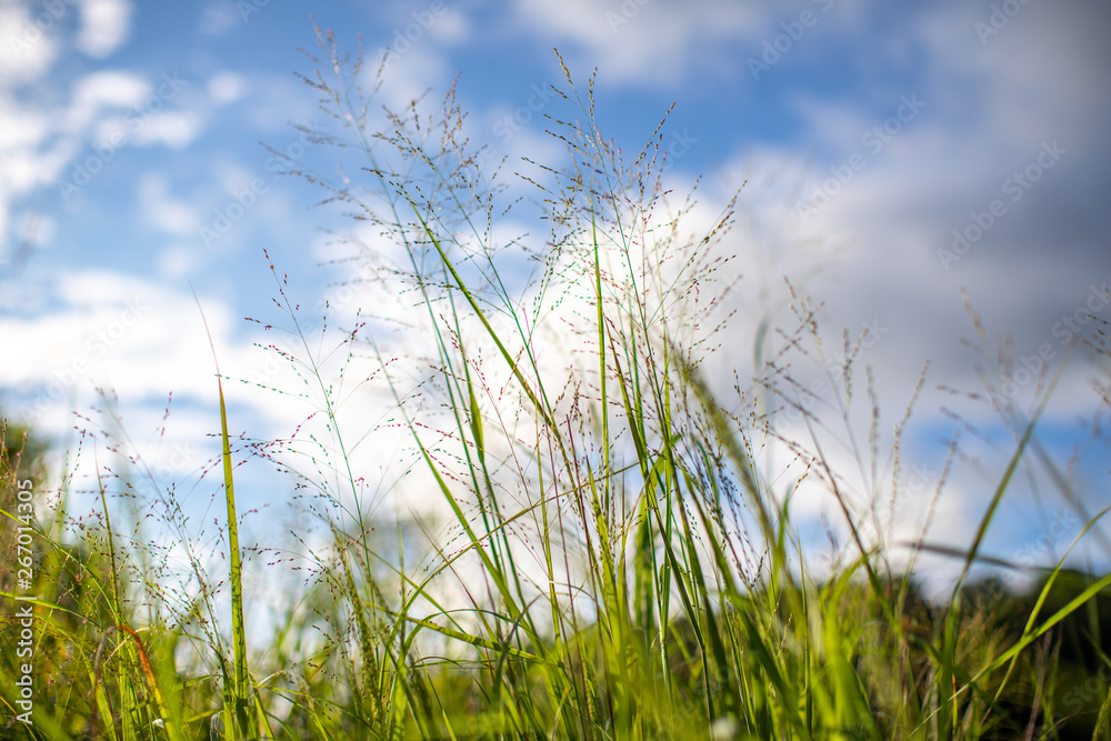 green grass and blue sky