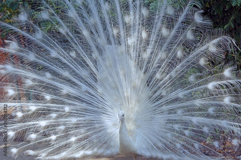 Obraz premium White peacock