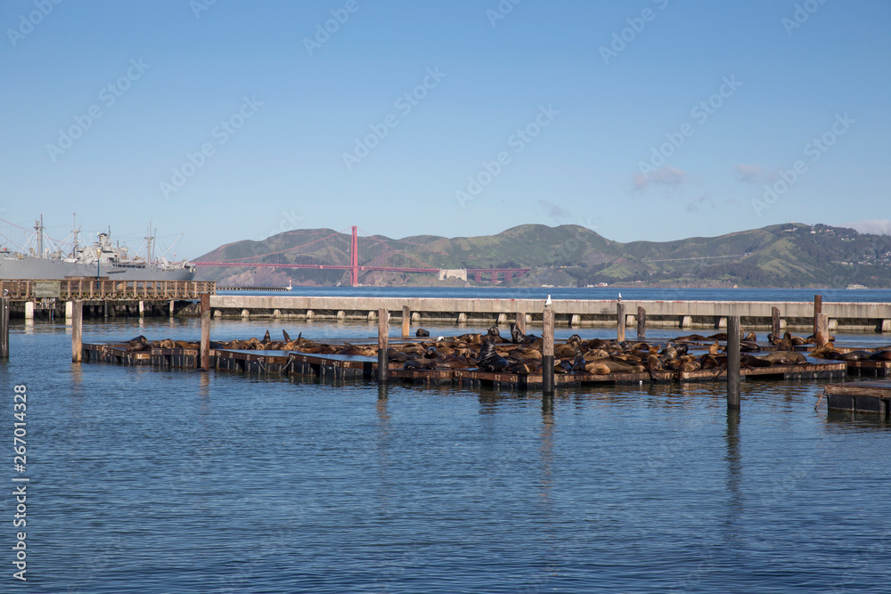 Sea Lions at Pier 39 in San Francisco, California