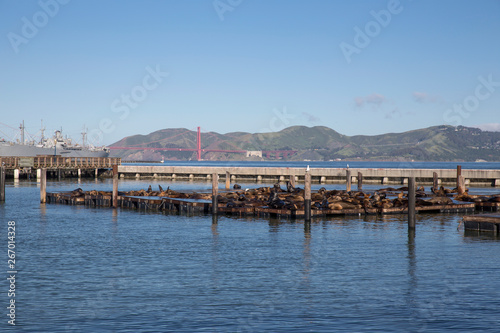 Sea Lions at Pier 39 in San Francisco, California © yobab