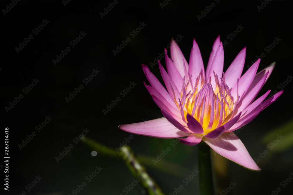 Black background images, close-up of lotus flowers and pollen under natural light.