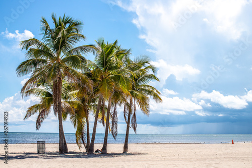 palm trees on the beach © Iryna