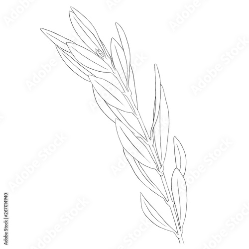 Olive leaf