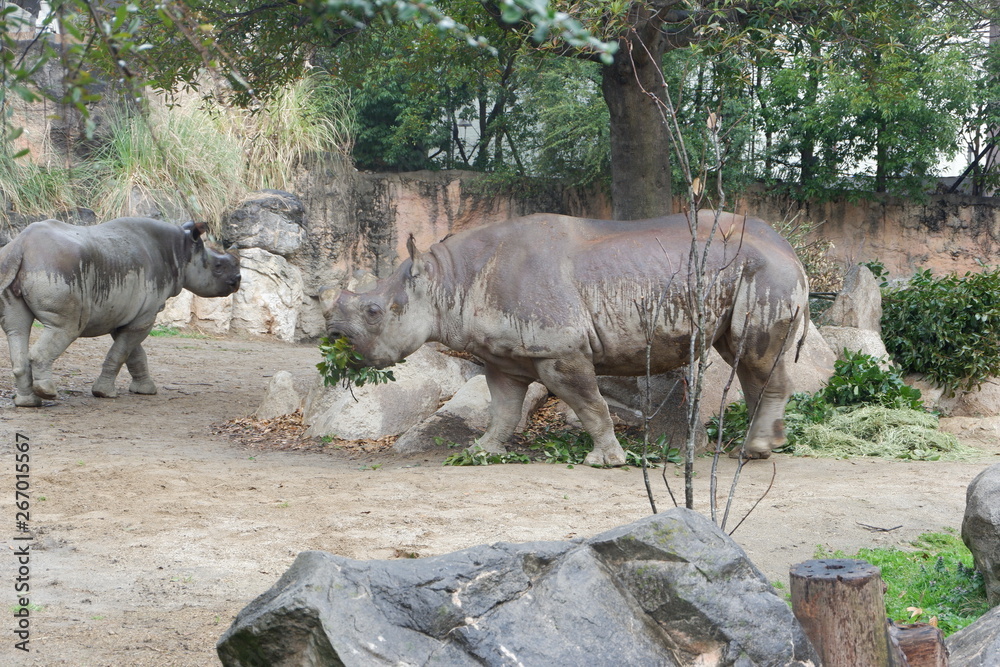 A black rhinoceros eating grass A black rhinoceros eating grass