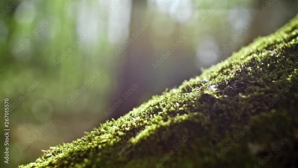 closeup of green moss on a tree stump closeup of green moss on a tree stump