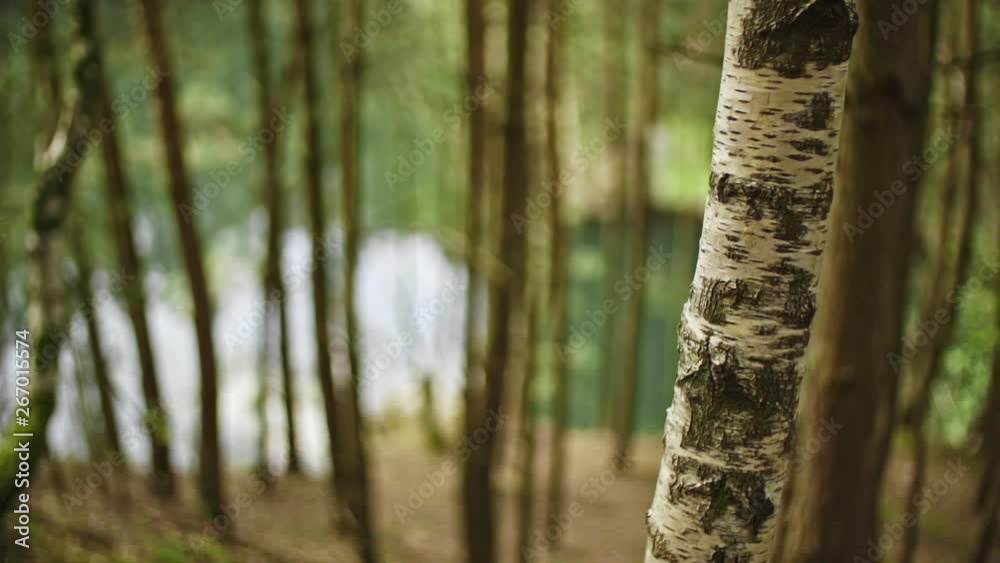 closeup of a birch tree in a forest near a lake closeup of a birch tree in a forest near a lake