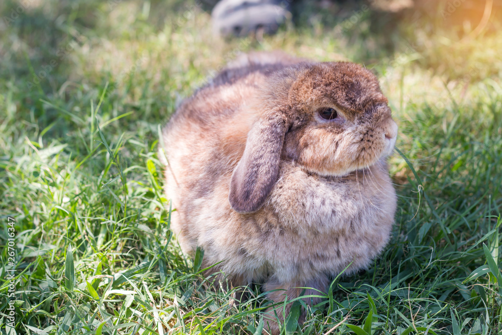 Cute little rabbit on green grass in sunshine day Cute little rabbit on green grass in sunshine day