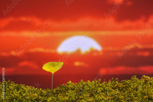 春の野原　新しい芽