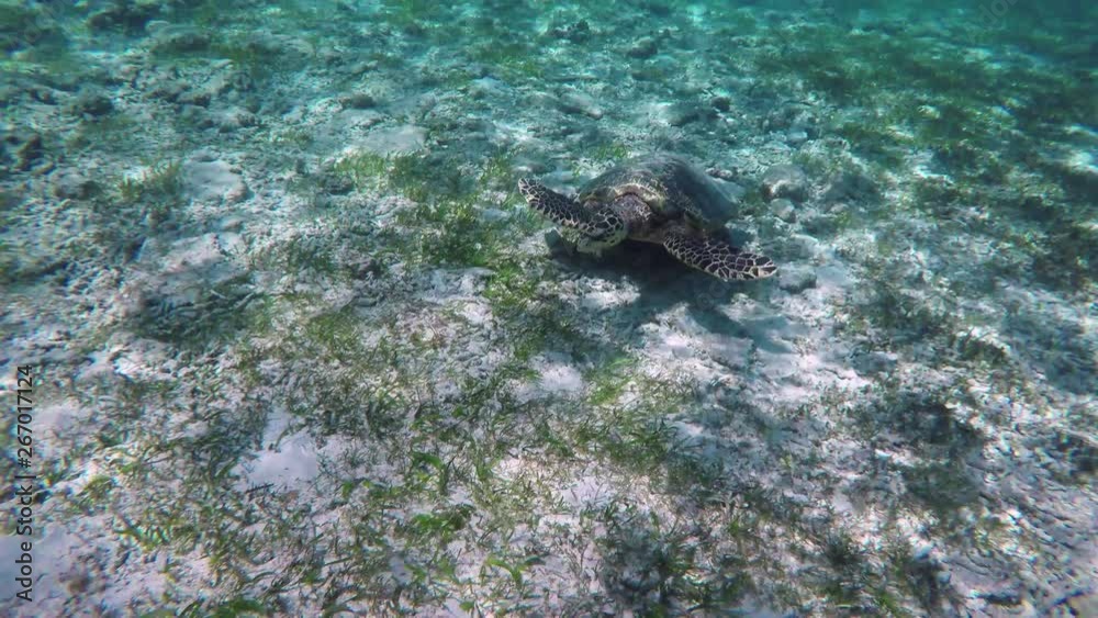 Sea Turtle Swimming In The Ocean Sea Turtle Swimming In The Ocean