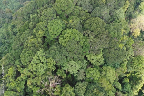 Aerial photo of rainforest jungle forest canopy © Richard Carey