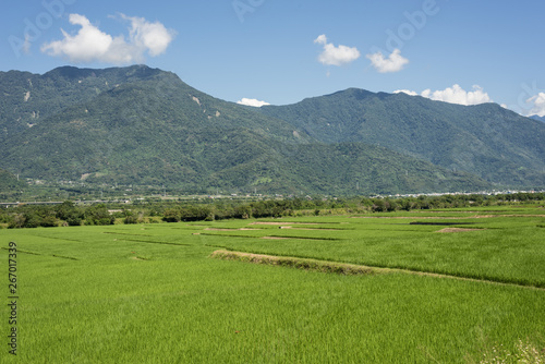 green paddy farm