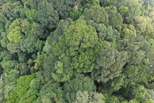 Fototapeta Naklejka Na Ścianę i Meble -  Aerial photo of rainforest jungle forest canopy