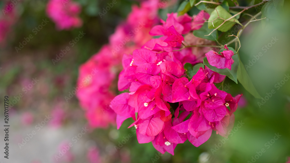 Fototapeta premium purple bougainvillea flowers