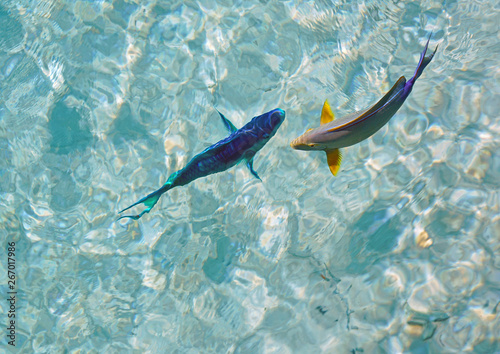 Underwater view of a multicolor parrotfish in the Caribbean Sea