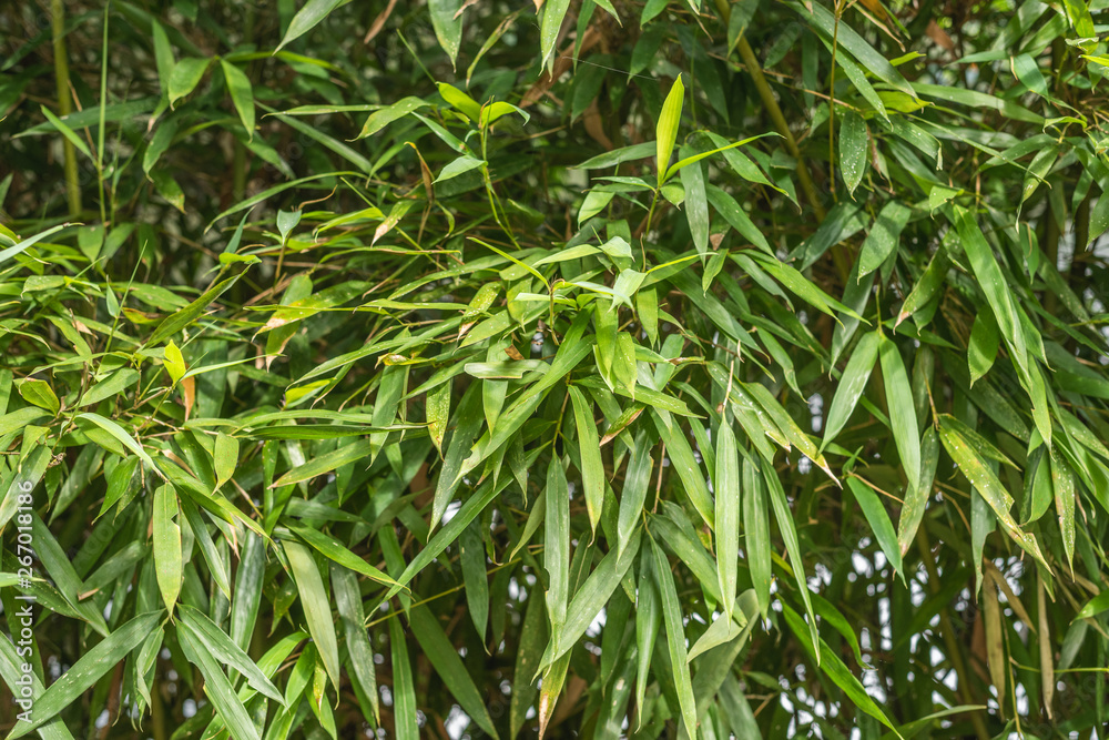 green bamboo in the outdoor