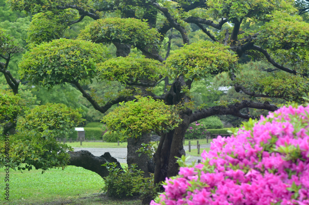 Fototapeta premium The bright pink flowers of an azalea bush contrast against the formal shaping of a large Japanese black pine tree. Pathways are in the background.