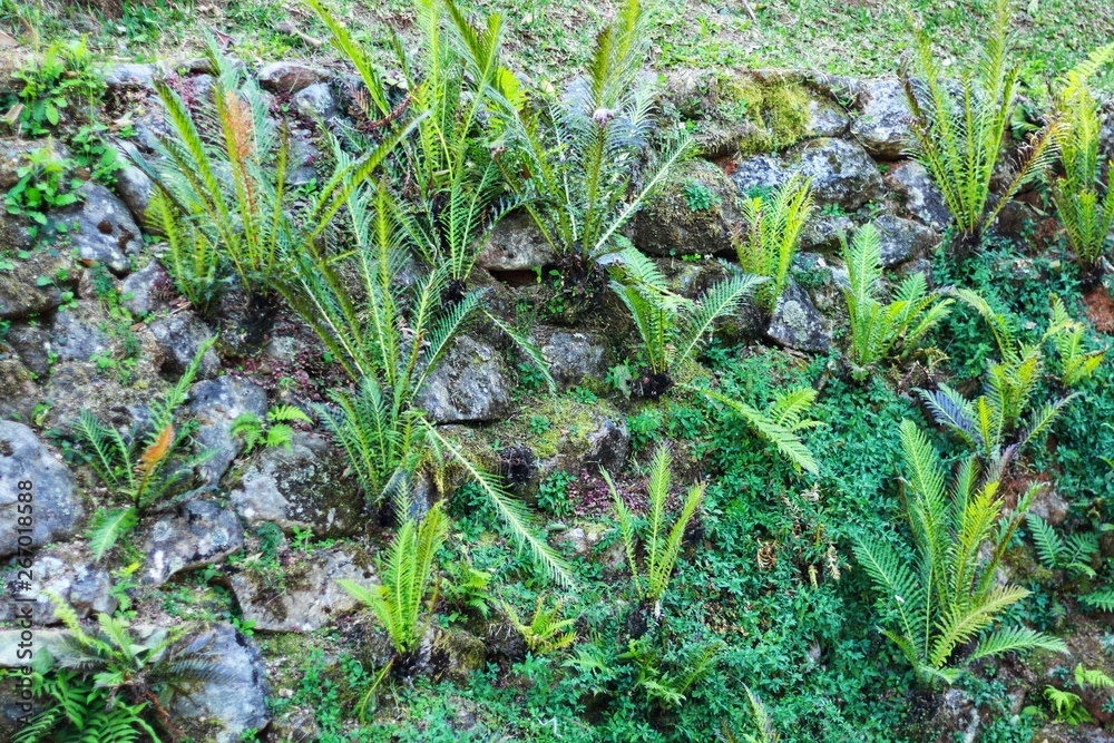 blechnum fern plants in the rock blechnum fern plants in the rock