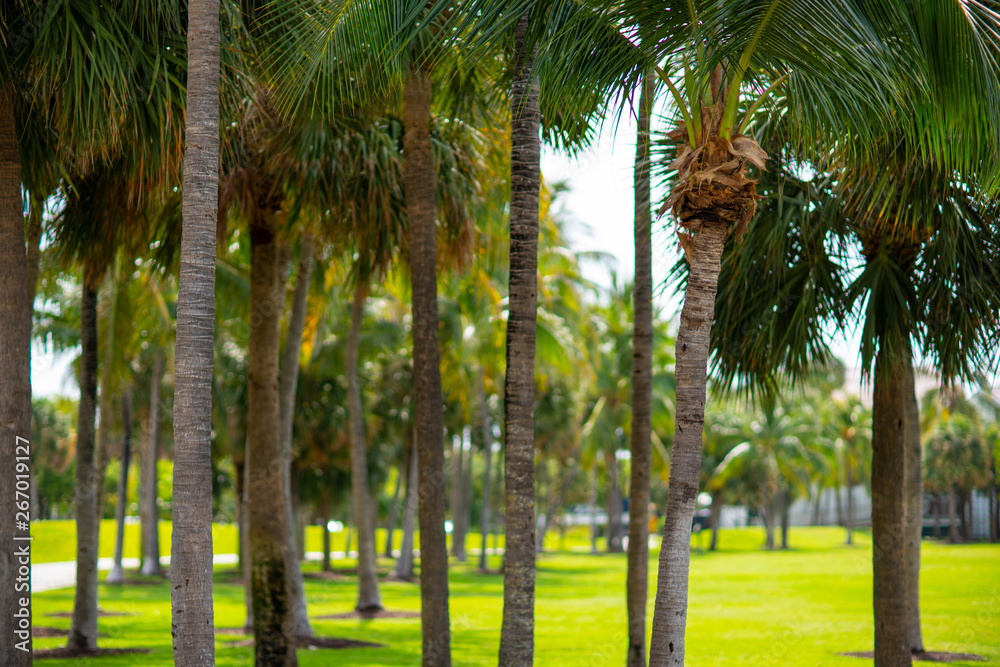 Stock photo Miami tropical palm tree scene Stock photo Miami tropical palm tree scene