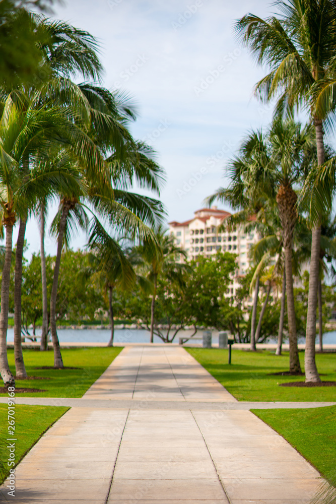 Stock image garden pathway with palm trees blurry background Stock image garden pathway with palm trees blurry background