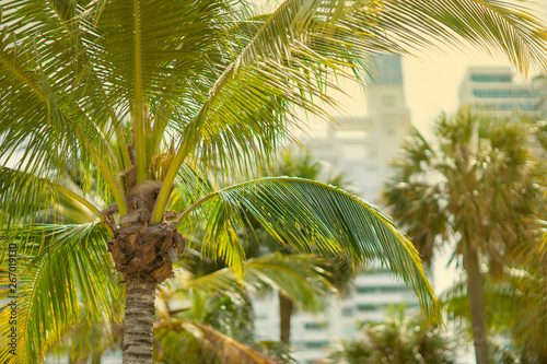 Stock photo Miami summer vibes palm tree