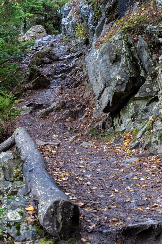 Obraz premium Nature hiking mountain dirt trail through rainy woodlands in Skagway, Alaska, uphill to Upper Dewey Lake. Wet ground with fallen autumn color yellow leaves and large rocks with lush trees to the side.