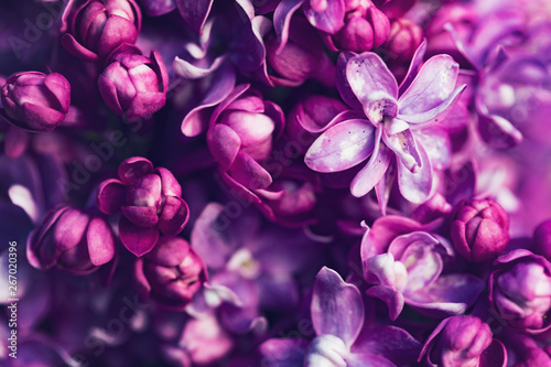 Purple lilac flowers background, spring blossom