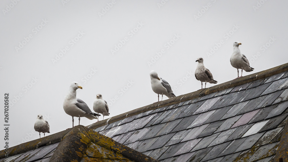 Seagulls sitting on the roof Seagulls sitting on the roof
