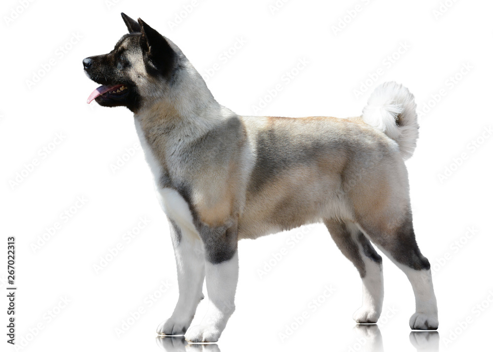 American Akita Stand Isolated on White Background. Side view