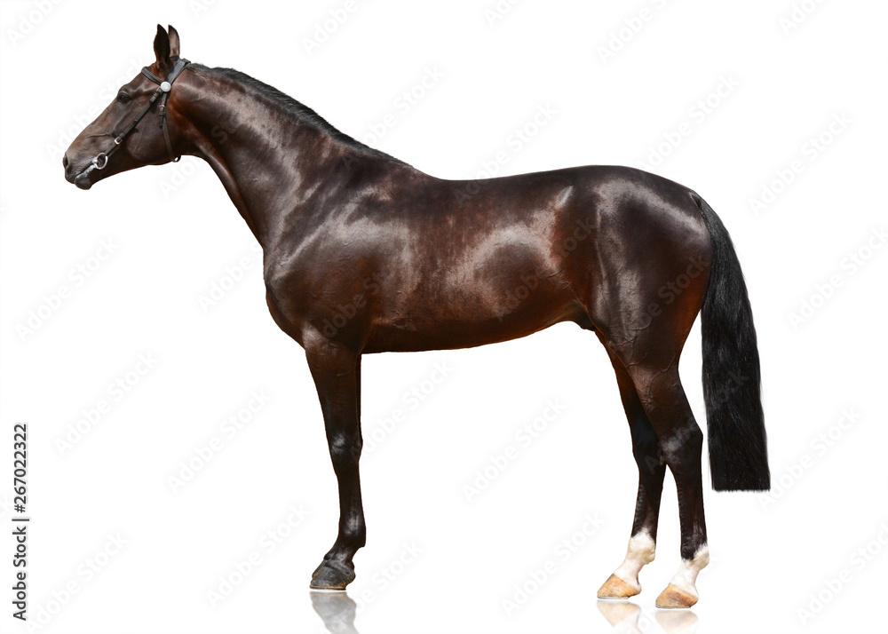 Dark bay sport horse standing isolated on white background. Side view