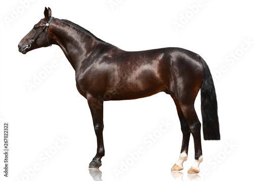 Obraz na płótnie Dark bay sport horse standing isolated on white background. Side view w salonie