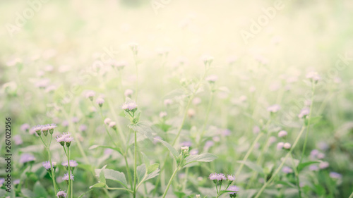little white flower  blooming fresh  sprinfg nature wallpaper  background © Alex395